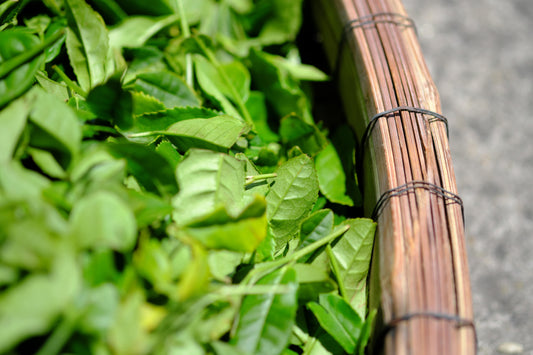 Why is the Best Tea Picked in Spring?