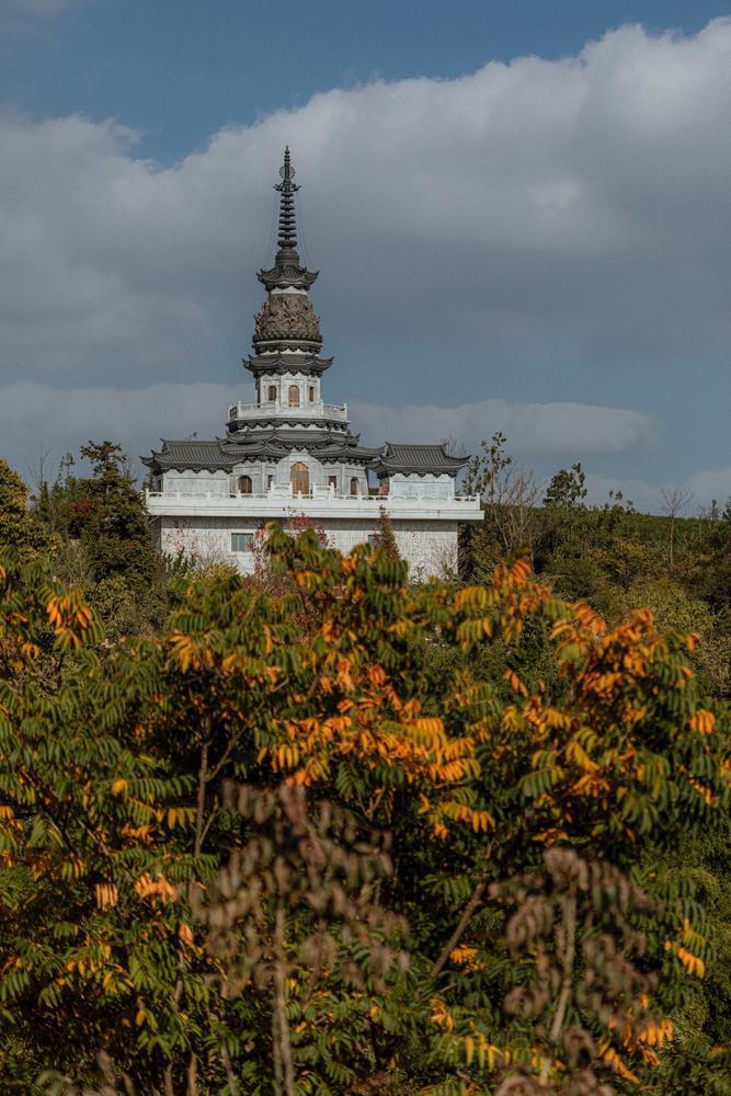 Jingshan "High Mountain" Yabukita - 20g Tin