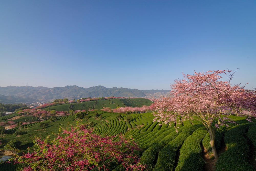 Chinese-Grown Matcha Sample - 4 Grams