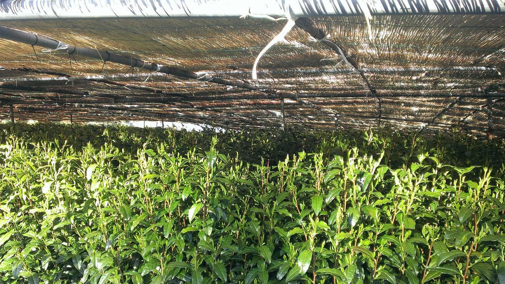 Investigating Umami - River & Stone Tea