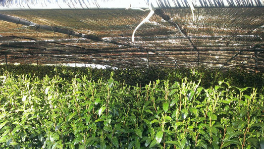Investigating Umami - River & Stone Tea