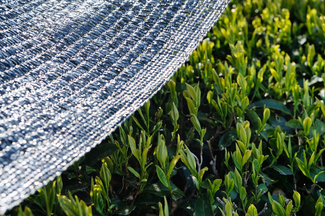 Is All Shade Created Equal? - River & Stone Tea