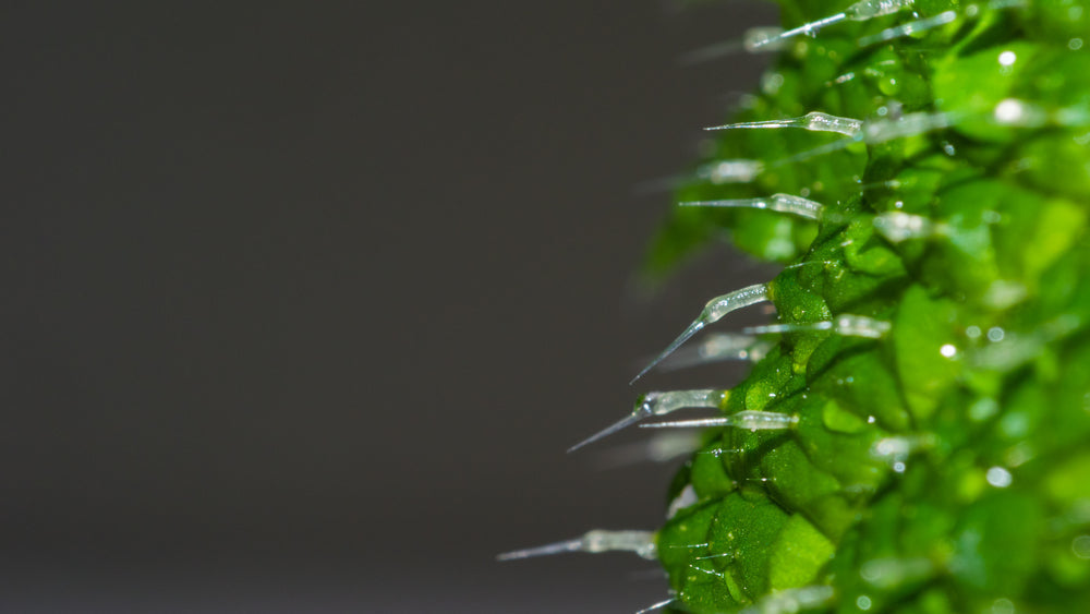 There's More to Spring Tea