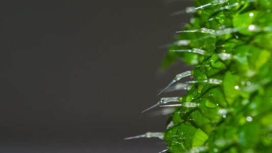 There's More to Spring Tea