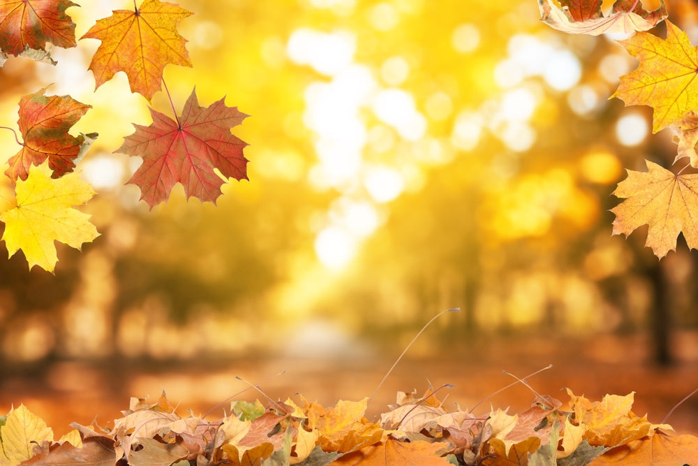 Hidden Behind The Green, Humble Beta-Carotene - Anonymous, 2025