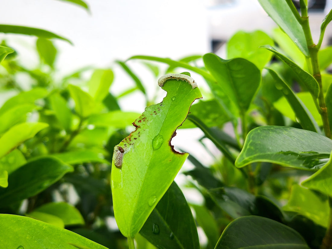 Pesticide Use in Japanese Tea Farming