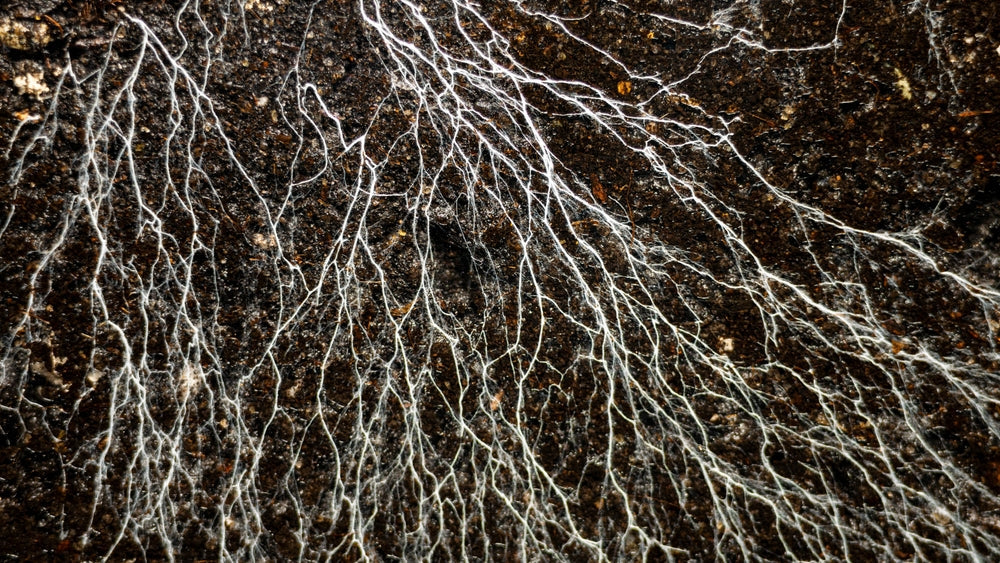 Tea Roots - The Unsung Hero