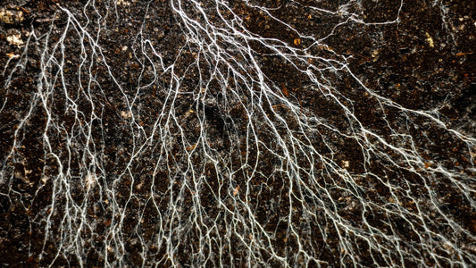 Tea Roots - The Unsung Hero