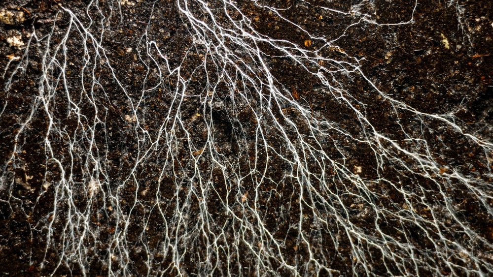 Tea Roots - The Unsung Hero - River & Stone Tea