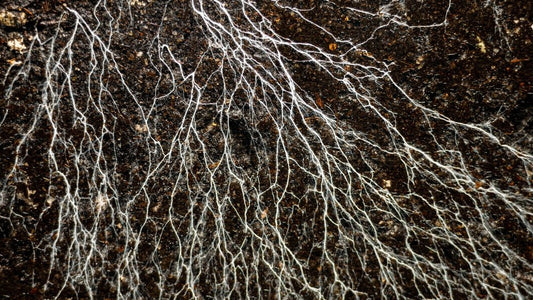 Tea Roots - The Unsung Hero - River & Stone Tea