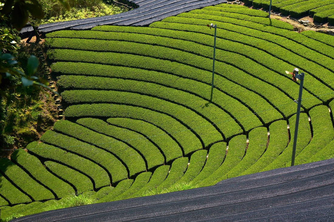 What Makes Wazuka Special? Part One - River & Stone Tea