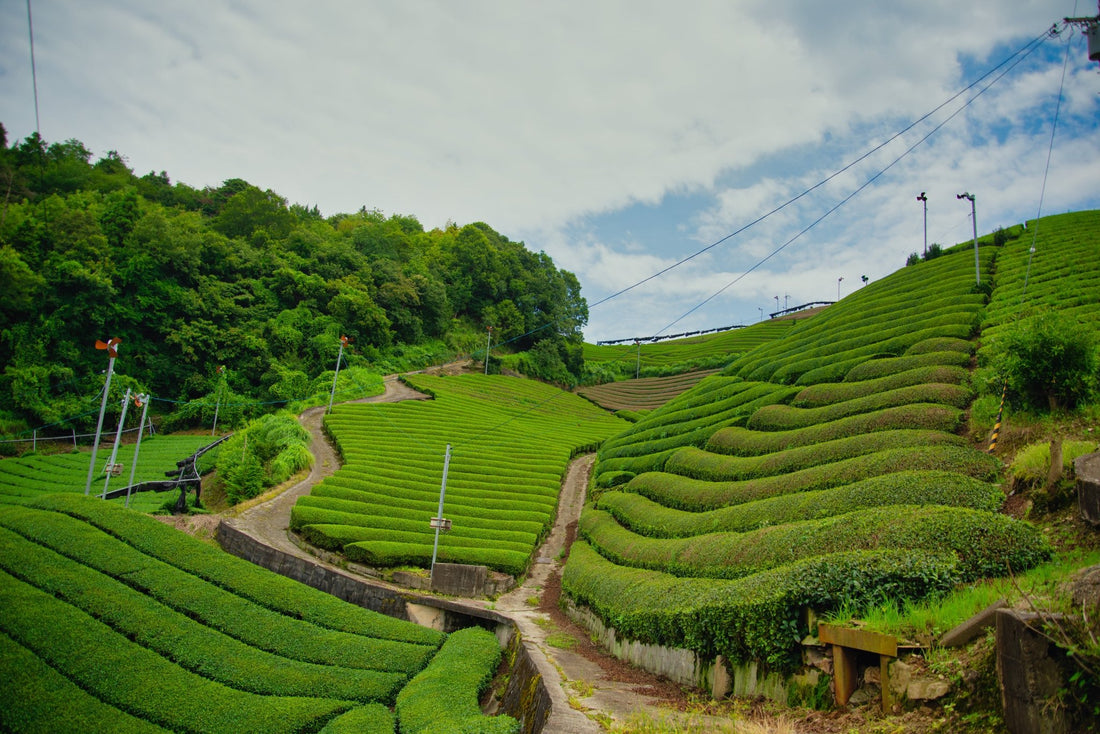 What Makes Wazuka Special? Part Two. - River & Stone Tea