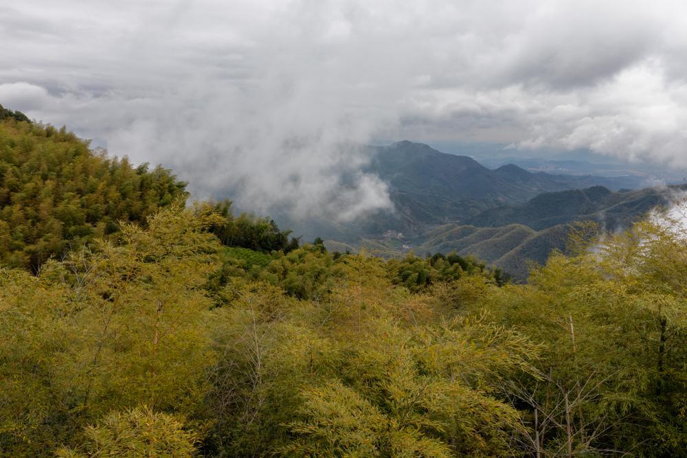 Jingshan "High Mountain" Yabukita - 20g Tin