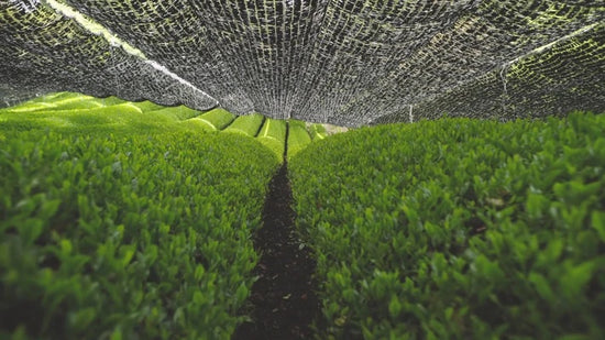 Rows of tea plants grown under shade