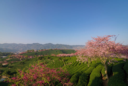 Chinese-Grown Matcha Sample - 4 Grams